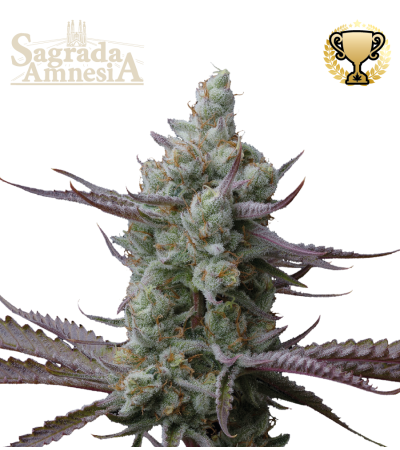 Sagrada Amnesia© Feminized