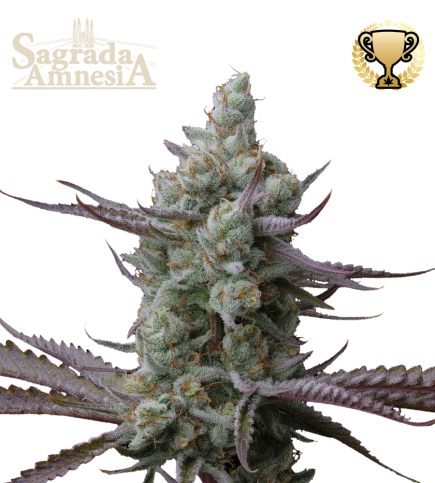 Sagrada Amnesia© Feminized