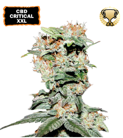 ▷ Buy CBD Critical XXL Fem seeds⛰️【Seedstockers Oficial】CBD