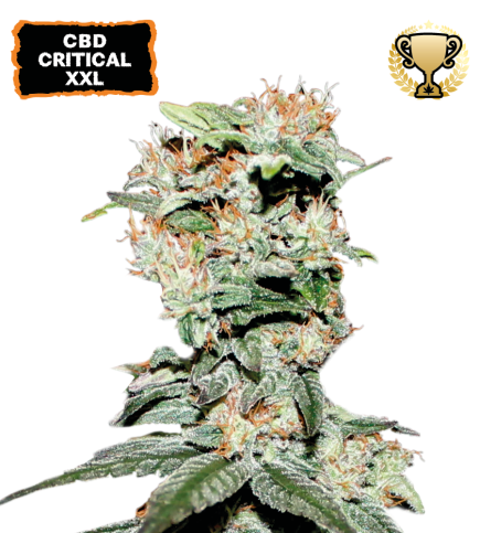 ▷ Buy CBD Critical XXL Fem seeds⛰️【Seedstockers Oficial】CBD