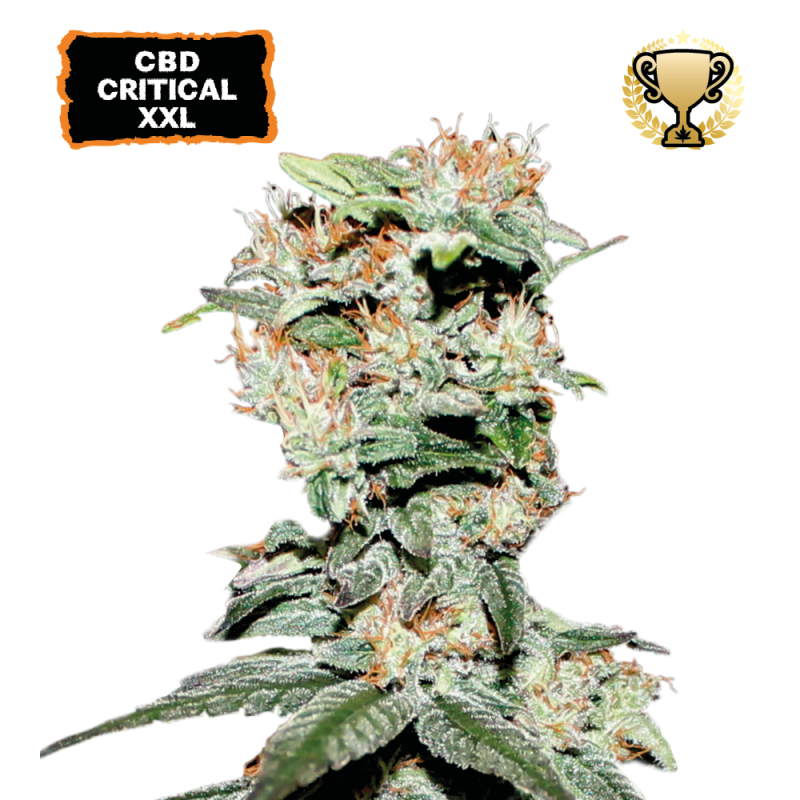 ▷ Buy CBD Critical XXL Fem seeds⛰️【Seedstockers Oficial】CBD