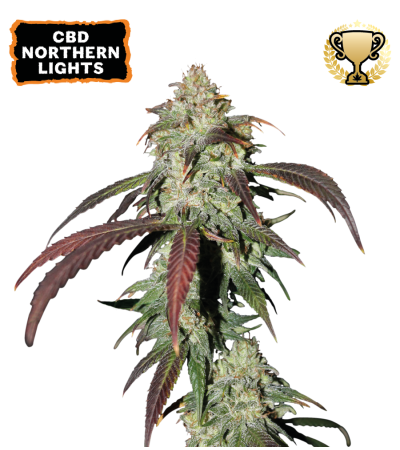 ▷ Buy CBD Northern Lights Fem seeds⛰️【Seedstockers Oficial】CBD