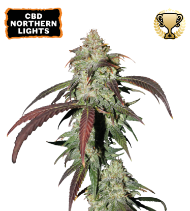 🪴 CBD Northern Lights | Feminized Cannabis Seeds | Shop at Seedstockers UK 🐿️