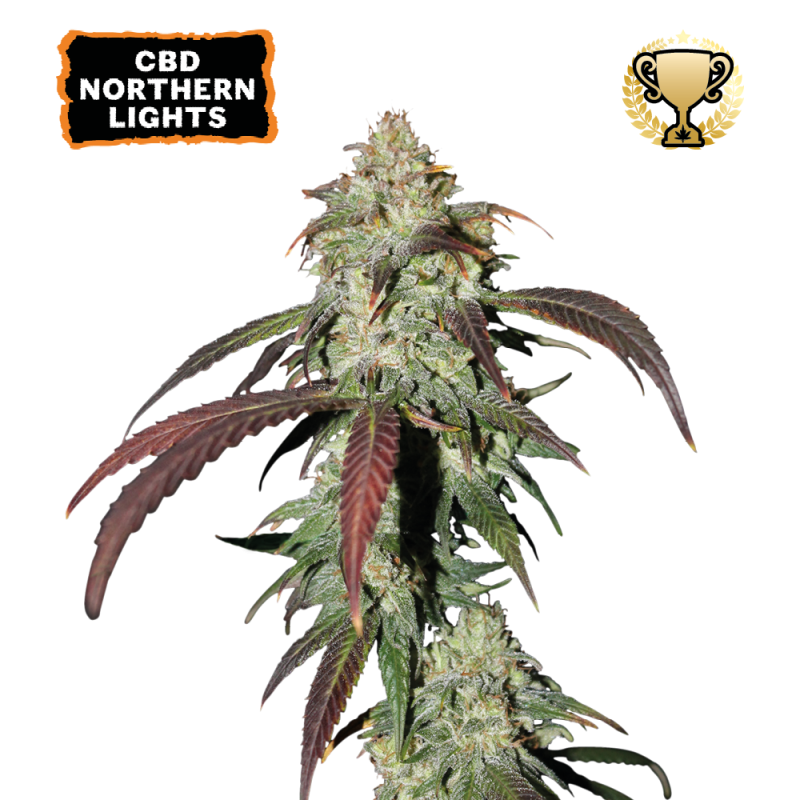 ▷ Buy CBD Northern Lights Fem seeds⛰️【Seedstockers Oficial】CBD