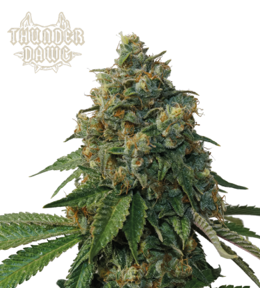 🪴 Thunder Dawg© | Regular Cannabis Seeds | Shop at Seedstockers UK 🐿️