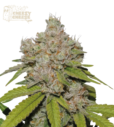 Cheezy Cheese