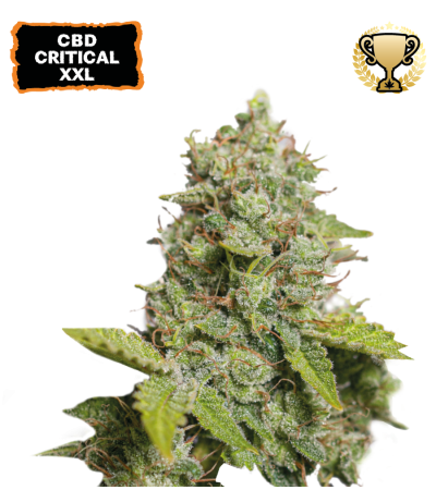 ▷ Buy CBD Critical XXL Auto  seeds⛰️【Seedstockers Oficial】CBD