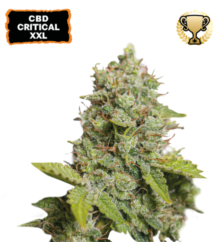 ▷ Buy CBD Critical XXL Auto  seeds⛰️【Seedstockers Oficial】CBD