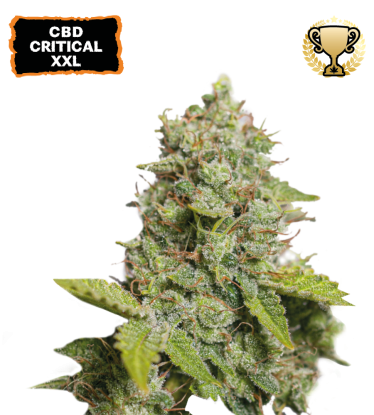 🪴 CBD Critical XXL© | Autoflower Cannabis Seeds | Shop at Seedstockers UK 🐿️