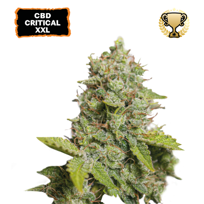 ▷ Buy CBD Critical XXL Auto  seeds⛰️【Seedstockers Oficial】CBD