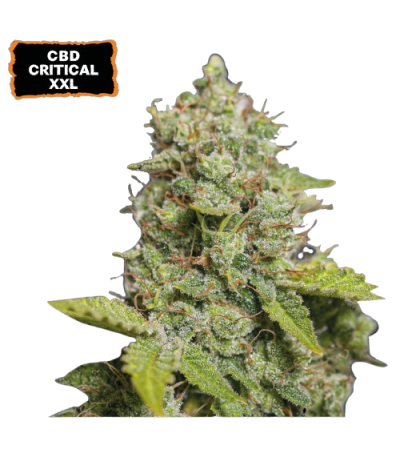 ▷ Buy CBD Critical XXL Auto  seeds⛰️【Seedstockers Oficial】CBD