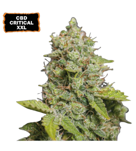 ▷ Buy CBD Critical XXL Auto  seeds⛰️【Seedstockers Oficial】CBD