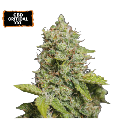 🪴 CBD Critical XXL© | Autoflower Cannabis Seeds | Shop at Seedstockers UK 🐿️