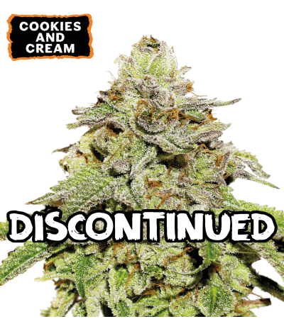 ▷ Buy Cookies and Cream Auto seeds⛰️【Seedstockers Oficial】USA