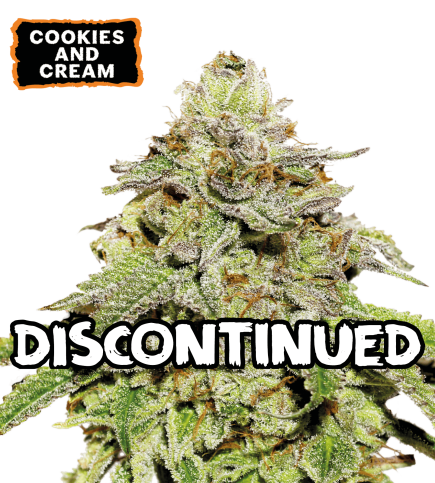 ▷ Buy Cookies and Cream Auto seeds⛰️【Seedstockers Oficial】USA