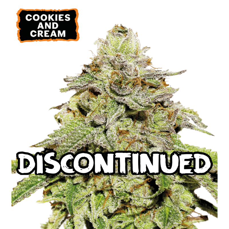 ▷ Buy Cookies and Cream Auto seeds⛰️【Seedstockers Oficial】USA