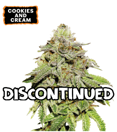 ▷ Buy Cookies and Cream Fem seeds⛰️【Seedstockers Oficial】USA