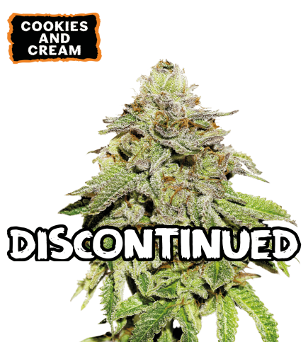 ▷ Buy Cookies and Cream Fem seeds⛰️【Seedstockers Oficial】USA