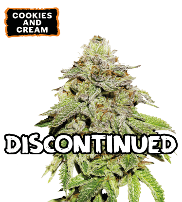 🪴 Cookies & Cream | Feminized Cannabis Seeds | Shop at Seedstockers UK 🐿️