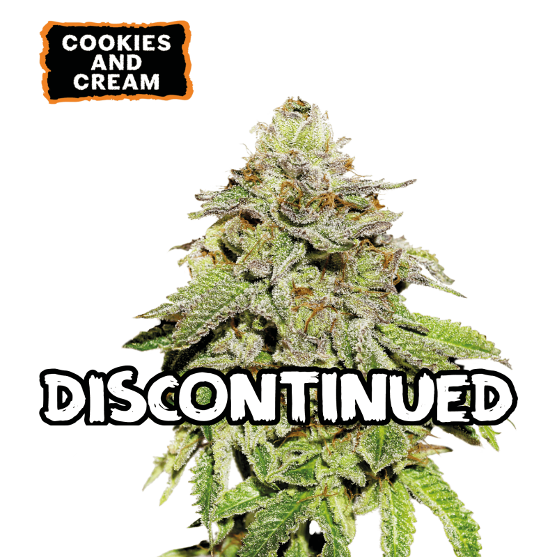 ▷ Buy Cookies and Cream Fem seeds⛰️【Seedstockers Oficial】USA