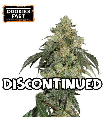 ▷ Buy Cookies Fast Fem fast seeds⛰️【Seedstockers Oficial】USA