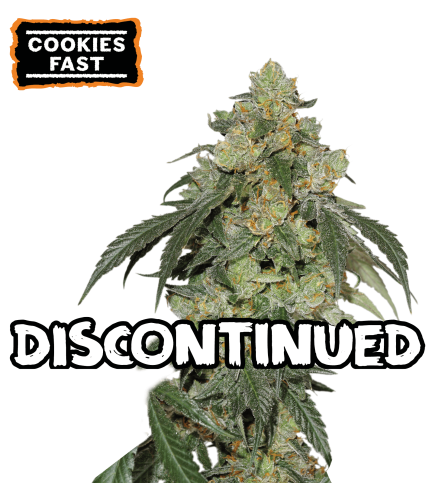 ▷ Buy Cookies Fast Fem fast seeds⛰️【Seedstockers Oficial】USA