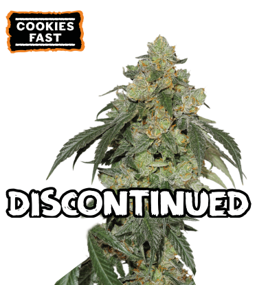 🪴 Cookies Fast | Feminized Cannabis Seeds | Shop at Seedstockers UK 🐿️