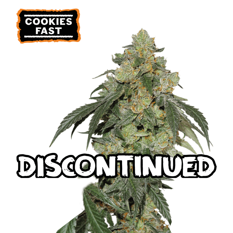 ▷ Buy Cookies Fast Fem fast seeds⛰️【Seedstockers Oficial】USA