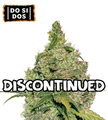 🪴 Do Si Dos | Feminized Cannabis Seeds | Shop at Seedstockers UK 🐿️
