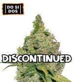 🪴 Do Si Dos | Feminized Cannabis Seeds | Shop at Seedstockers UK 🐿️
