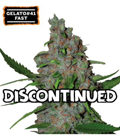 ▷ Buy Gelato 41 Fast Fem fast seeds⛰️【Seedstockers Oficial】USA