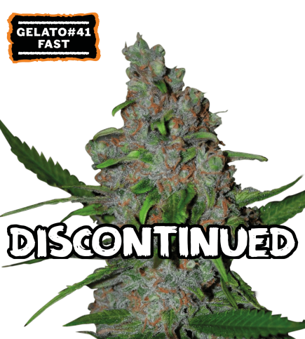 ▷ Buy Gelato 41 Fast Fem fast seeds⛰️【Seedstockers Oficial】USA