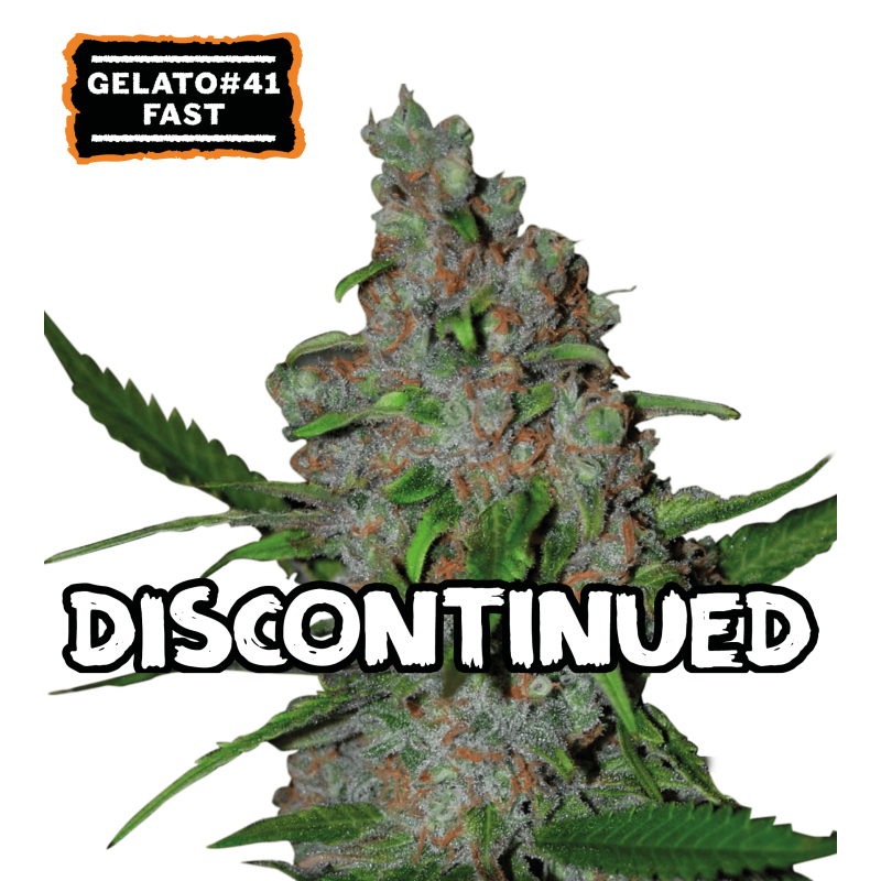 ▷ Buy Gelato 41 Fast Fem fast seeds⛰️【Seedstockers Oficial】USA