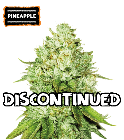 ▷ Buy Pineapple Fem seeds⛰️【Seedstockers Oficial】USA