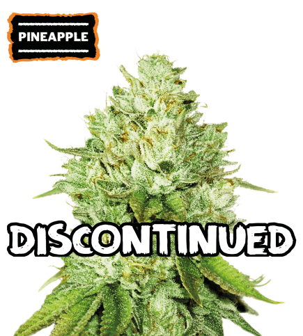 ▷ Buy Pineapple Fem seeds⛰️【Seedstockers Oficial】USA