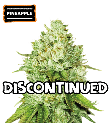 🪴 Pineapple | Feminized Cannabis Seeds | Shop at Seedstockers UK 🐿️