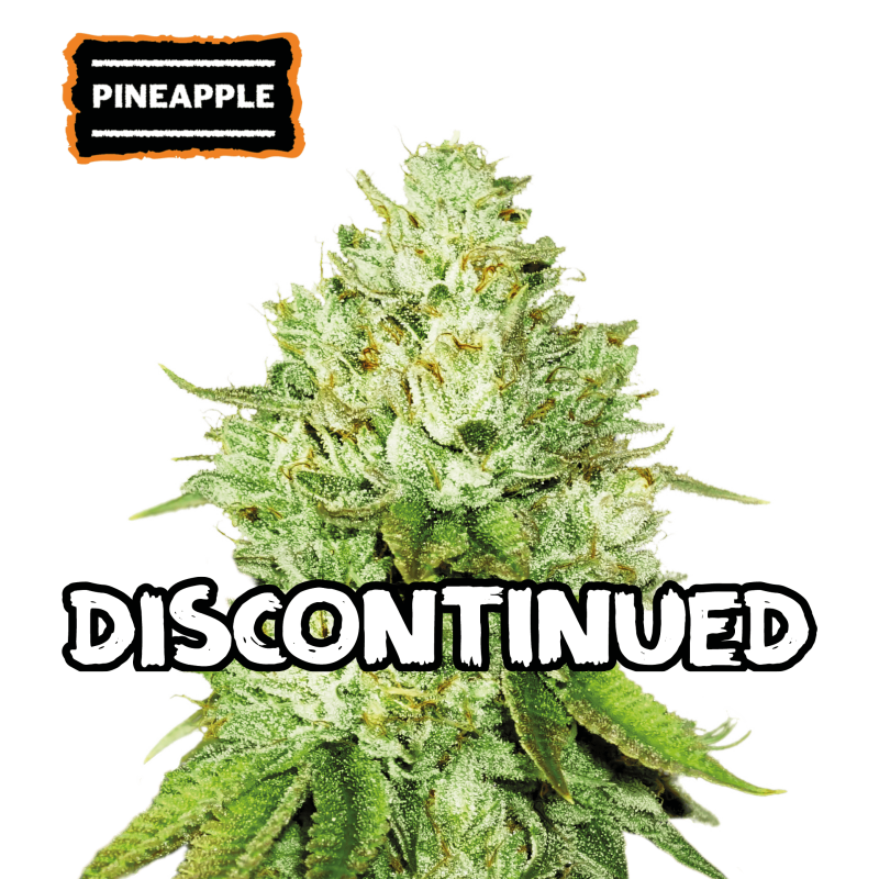 ▷ Buy Pineapple Fem seeds⛰️【Seedstockers Oficial】USA