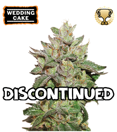 ▷ Buy Wedding Cake Fem seeds⛰️【Seedstockers Oficial】USA