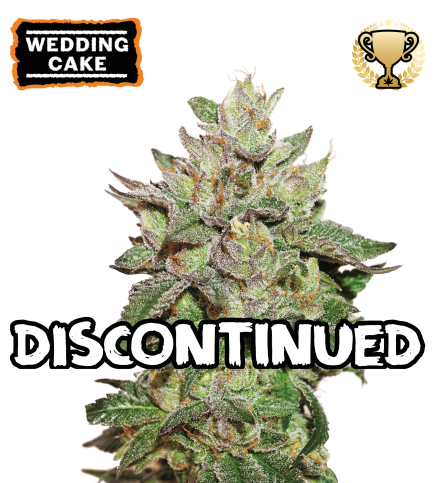 ▷ Buy Wedding Cake Fem seeds⛰️【Seedstockers Oficial】USA