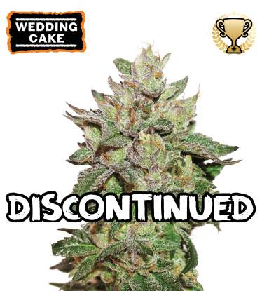 ▷ Buy Wedding Cake Fem seeds⛰️【Seedstockers Oficial】USA