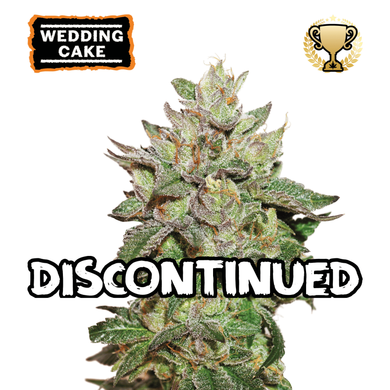 ▷ Buy Wedding Cake Fem seeds⛰️【Seedstockers Oficial】USA