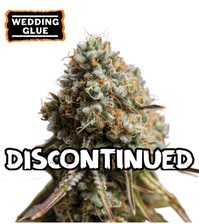 ▷ Buy Wedding Glue Auto seeds⛰️【Seedstockers Oficial】USA