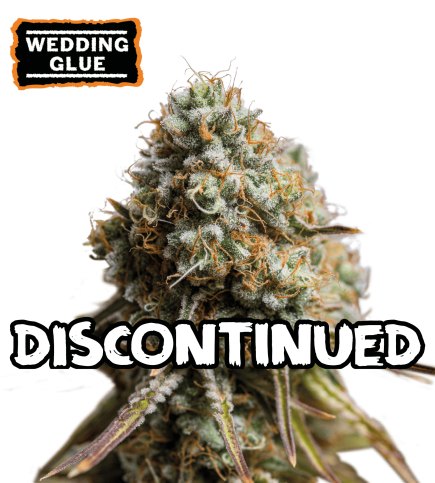 ▷ Buy Wedding Glue Auto seeds⛰️【Seedstockers Oficial】USA