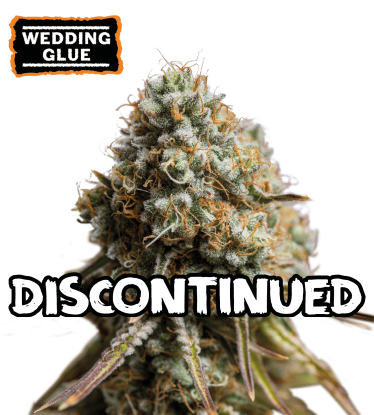 ▷ Buy Wedding Glue Auto seeds⛰️【Seedstockers Oficial】USA