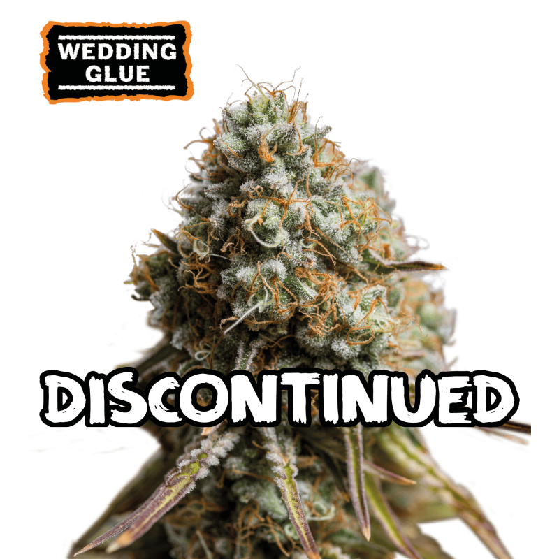 ▷ Buy Wedding Glue Auto seeds⛰️【Seedstockers Oficial】USA