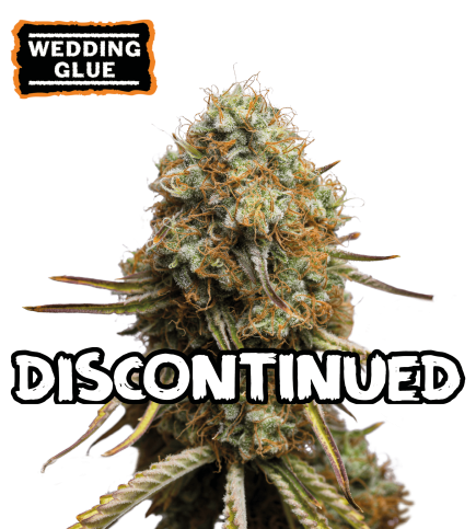 ▷ Buy Wedding Glue Fem seeds⛰️【Seedstockers Oficial】USA