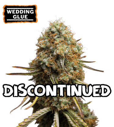 🪴 Wedding Glue | Feminized Cannabis Seeds | Shop at Seedstockers UK 🐿️