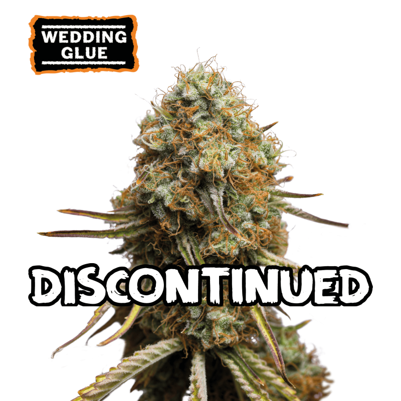 ▷ Buy Wedding Glue Fem seeds⛰️【Seedstockers Oficial】USA