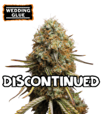 🪴 Wedding Glue | Feminized Cannabis Seeds | Shop at Seedstockers UK 🐿️