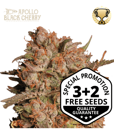 Buy Apollo Black Cherry Auto Exclusive Seeds️ - Seedstockers